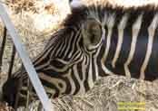 фото зебры