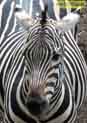 фото зебры