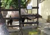 Зоопарк Тбилиси