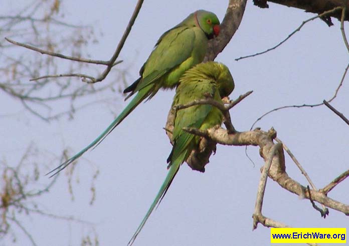 бакинские попугаи